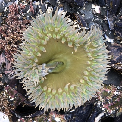 A close up of a green-blue sea anemone with hundreds of pointy limbs coming out from the edges.